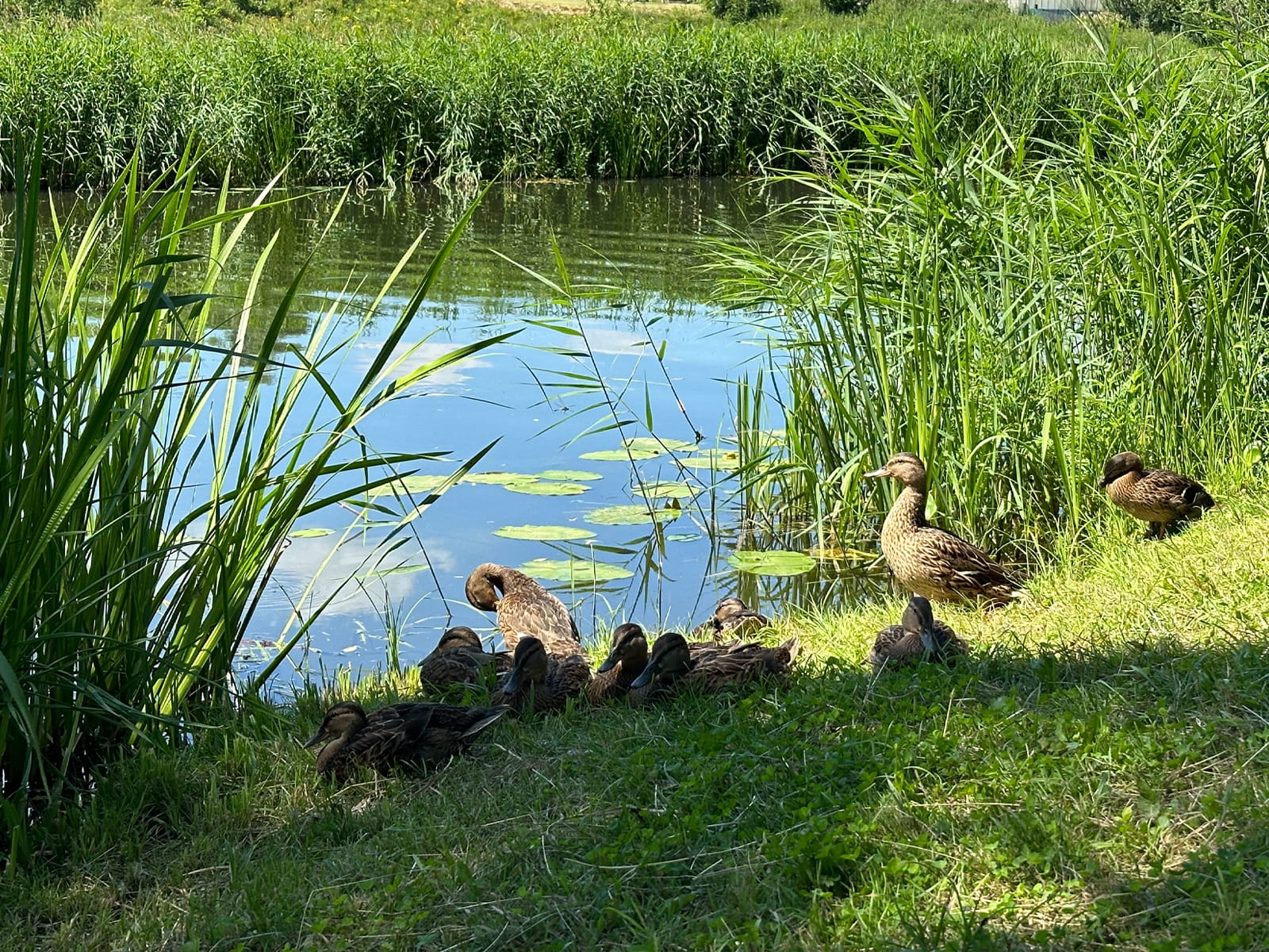 Река Каменка в Суздале