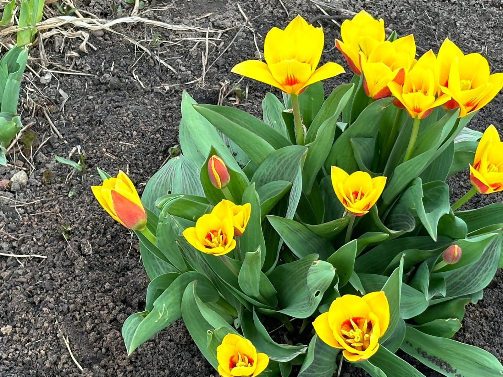 Весна в Суздале