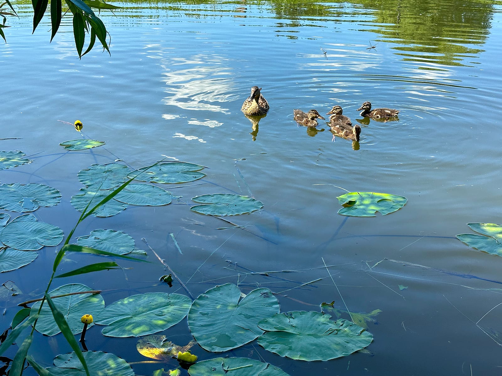 Река Каменка в Суздале