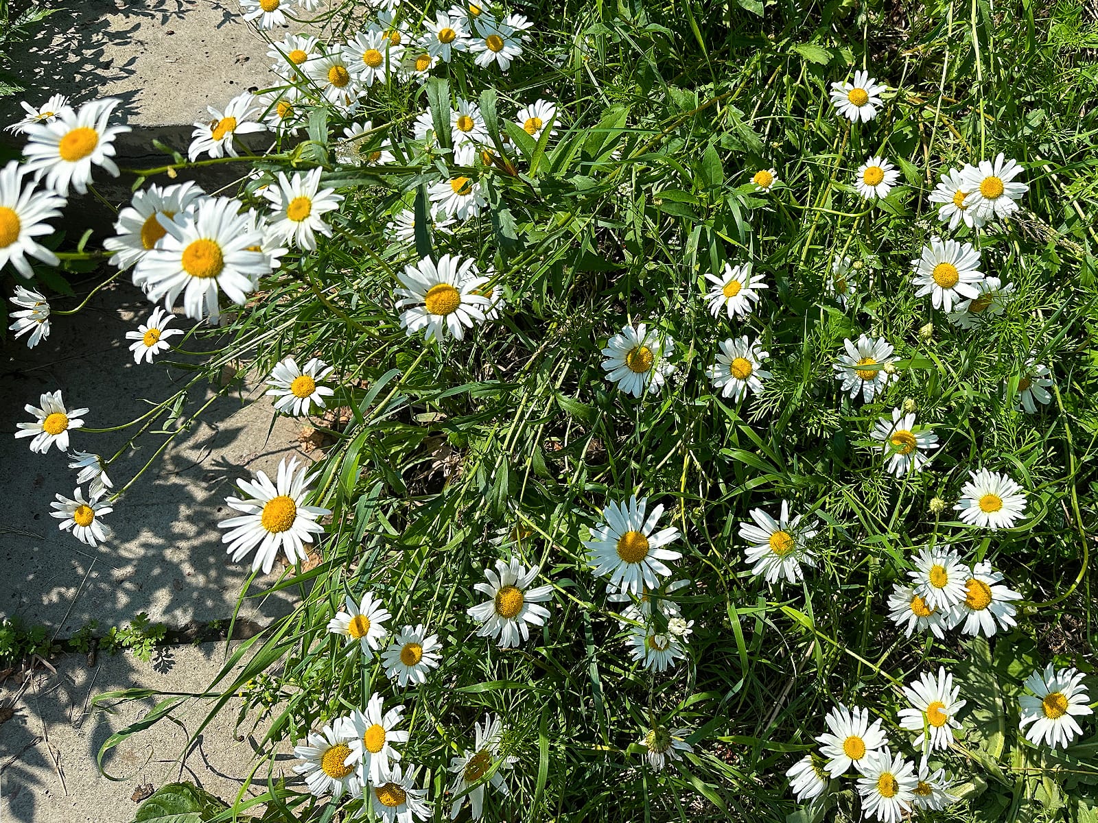 Фестиваль духовной музыки «Голоса Суздаля» соберет церковные хоры славянского мира