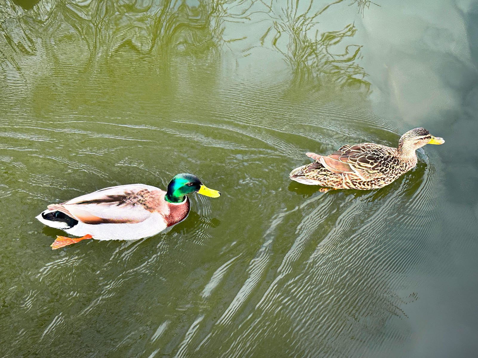 Осенний Суздаль