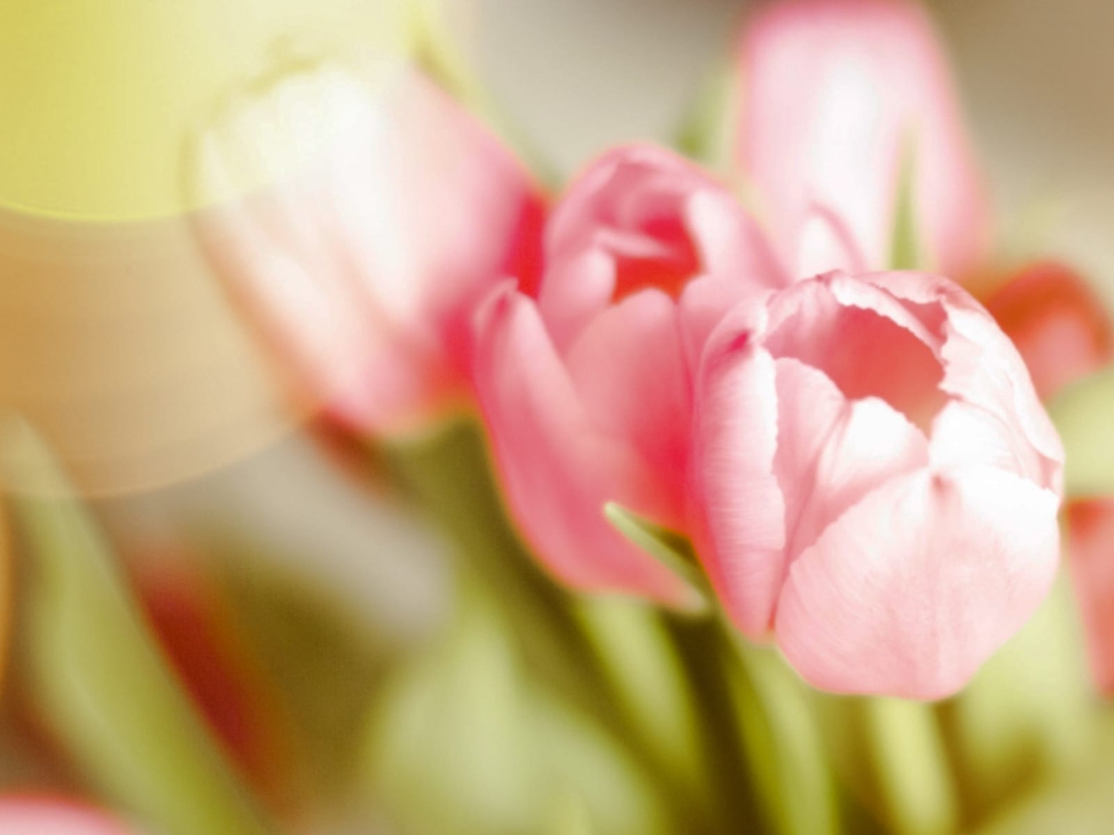 Мартовское веселье в ГТК &laquo;Суздаль&raquo;