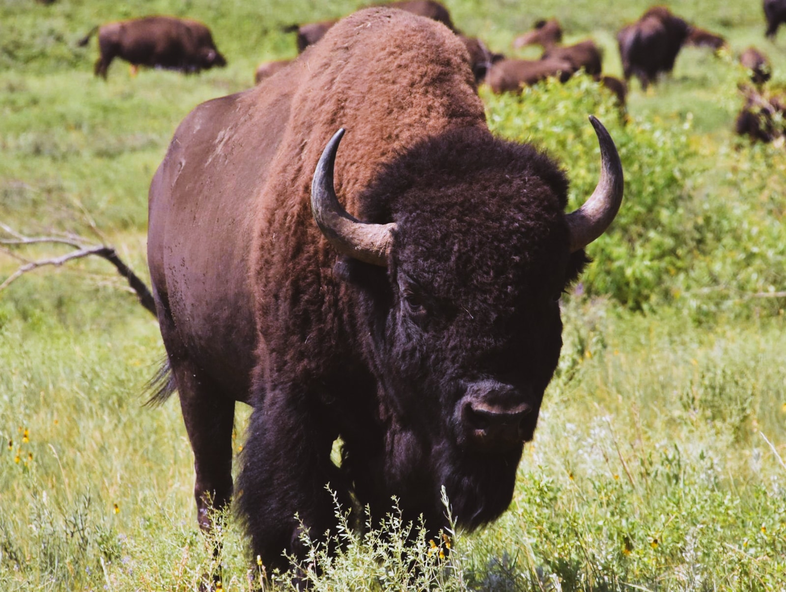 В Суздале планируют создать вольер для зубров с целью привлечения туристов