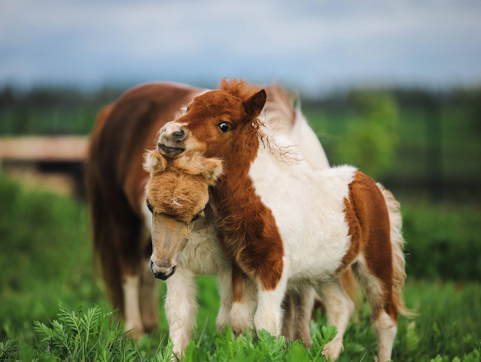 Пони-ферма «Минипони33», в 11 минутах от Суздаля