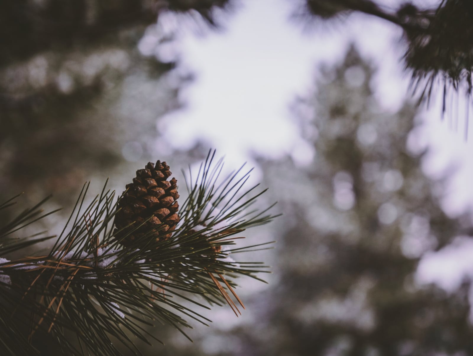 Во Владимирской области начнут активную борьбу с самовольной вырубкой елок