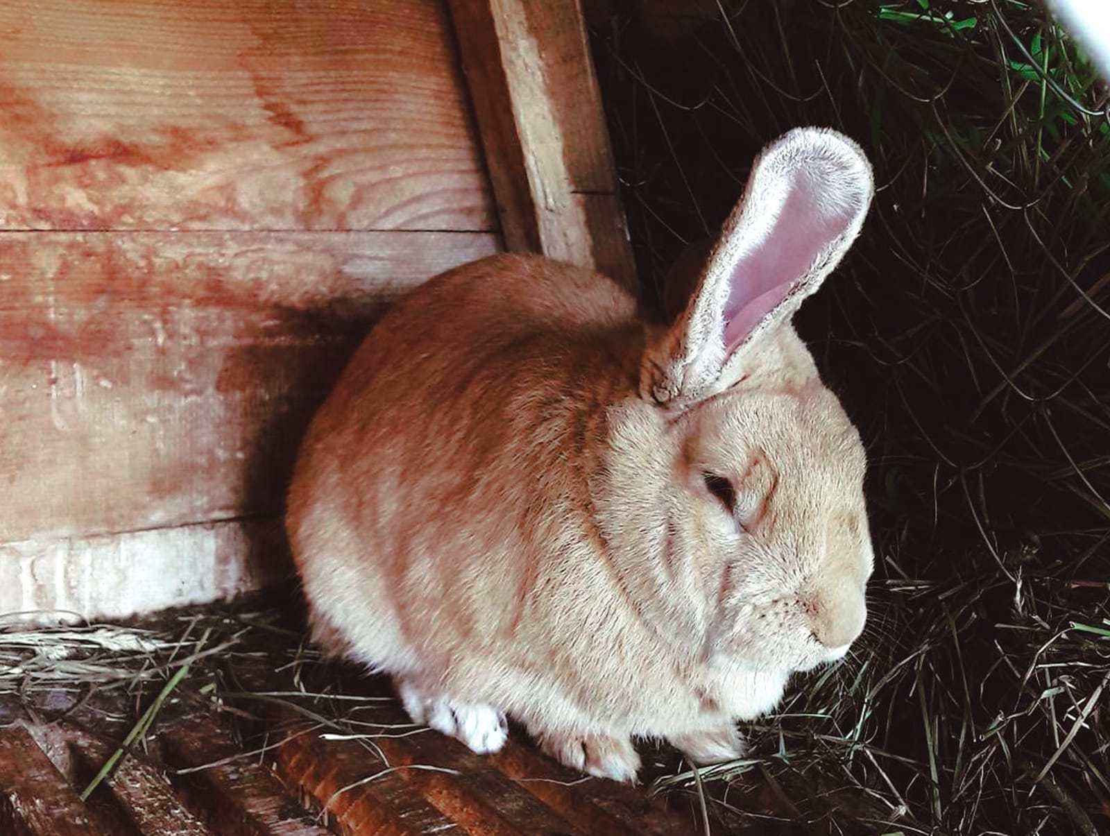 «Щурово городище» вновь открыт для посещения!