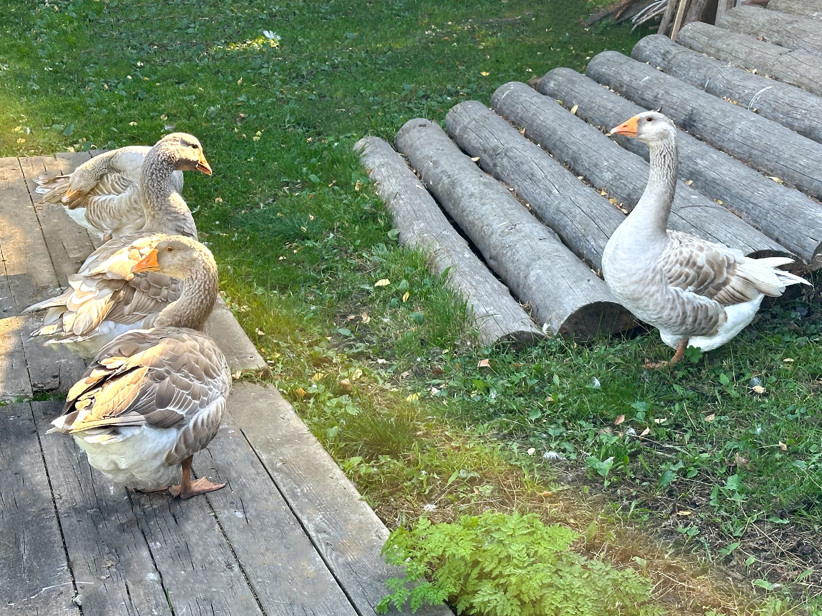 Животные в музее деревянного зодчества в Суздале